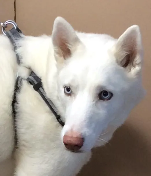 Barre Animal Hospital Picture 10