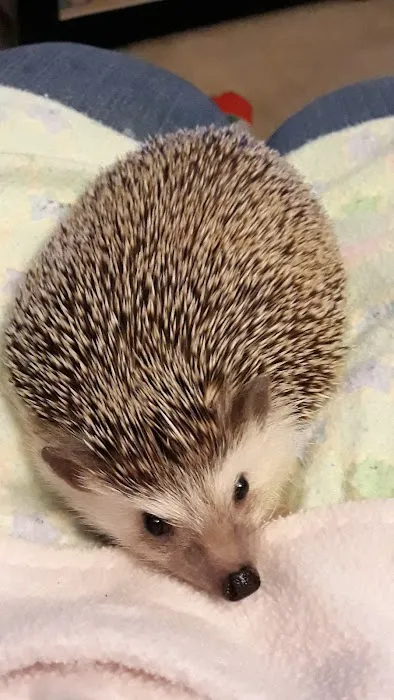 Kymwana Tiggy Winkle Hedgehogs Picture 1