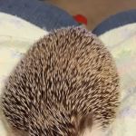 Kymwana Tiggy Winkle Hedgehogs