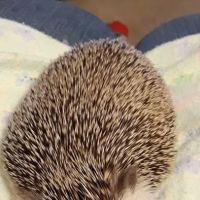 Kymwana Tiggy Winkle Hedgehogs ico