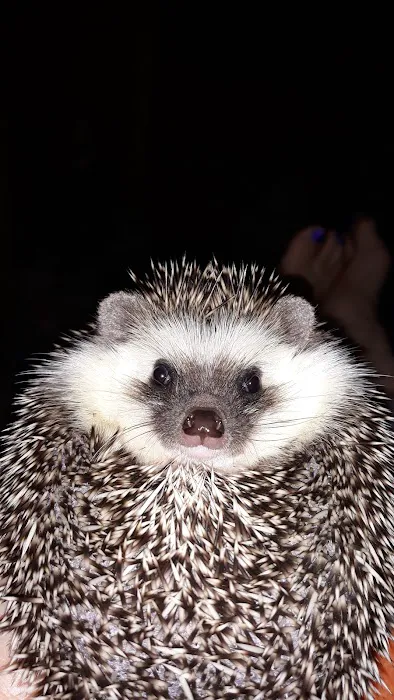 Kymwana Tiggy Winkle Hedgehogs Picture 2