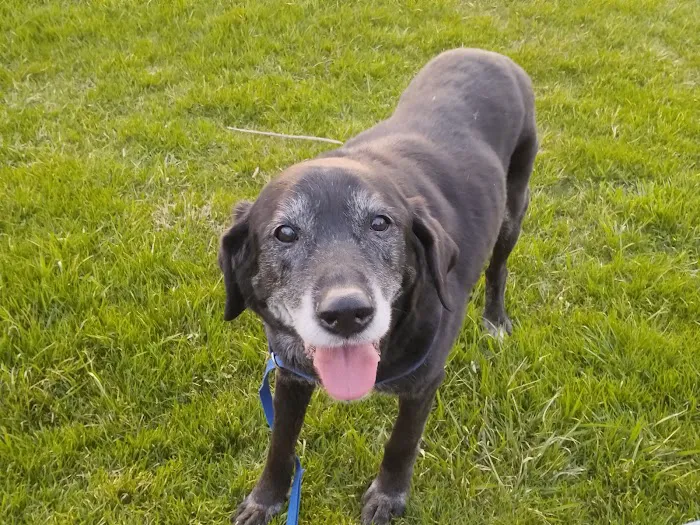 Wiley's Ark Animal Care Picture 1