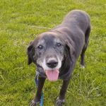 Wiley's Ark Animal Care