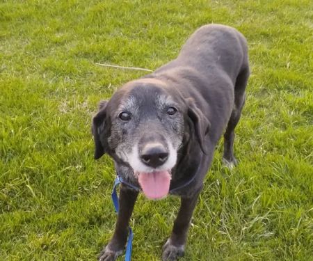 Wiley's Ark Animal Care