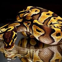 Snakes and Stones ico