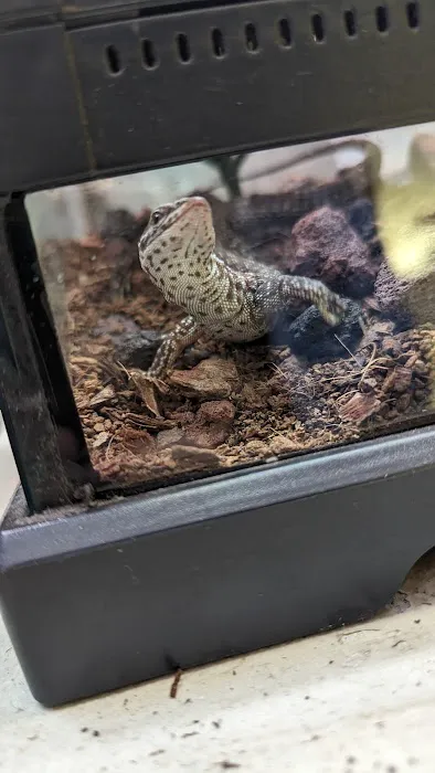 Spider Shoppe Exotic Pets & Supplies Picture 4