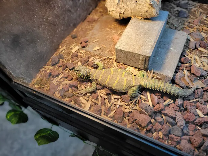 Spider Shoppe Exotic Pets & Supplies Picture 7