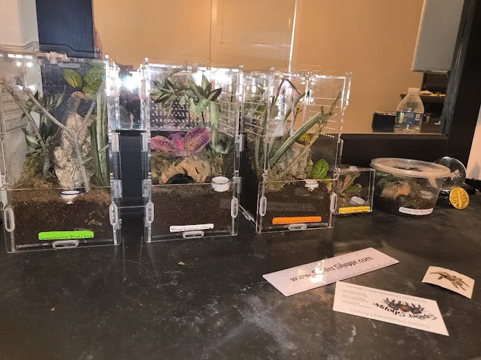 Spider Shoppe Exotic Pets & Supplies Picture 10
