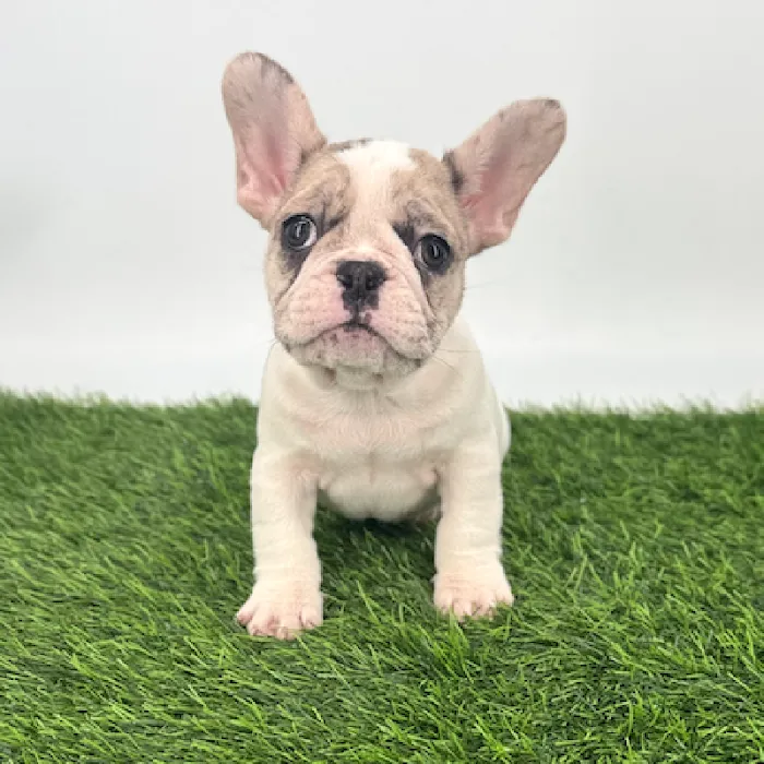 Puppyland Puyallup Picture 6