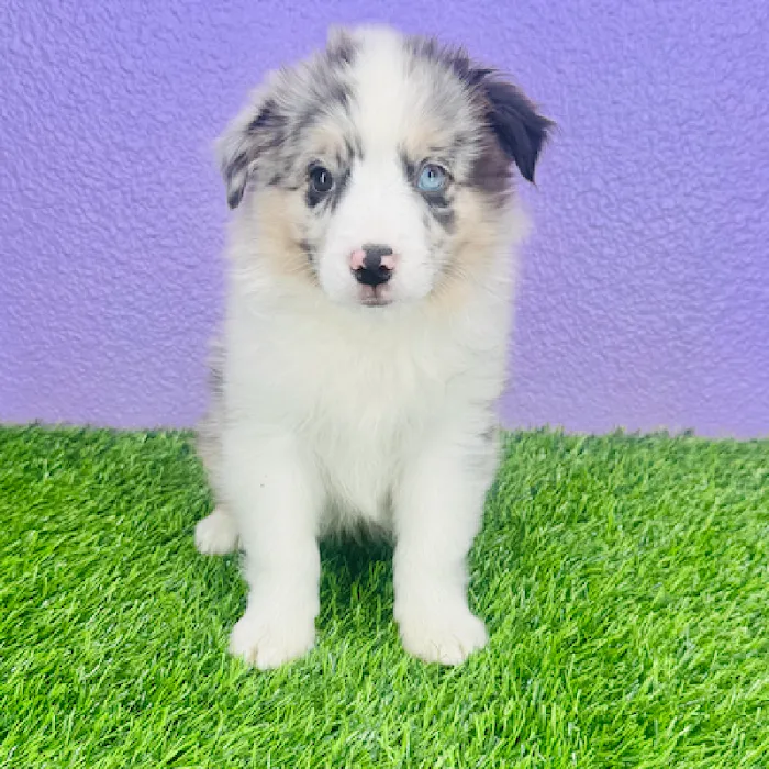 Puppyland Puyallup Picture 8