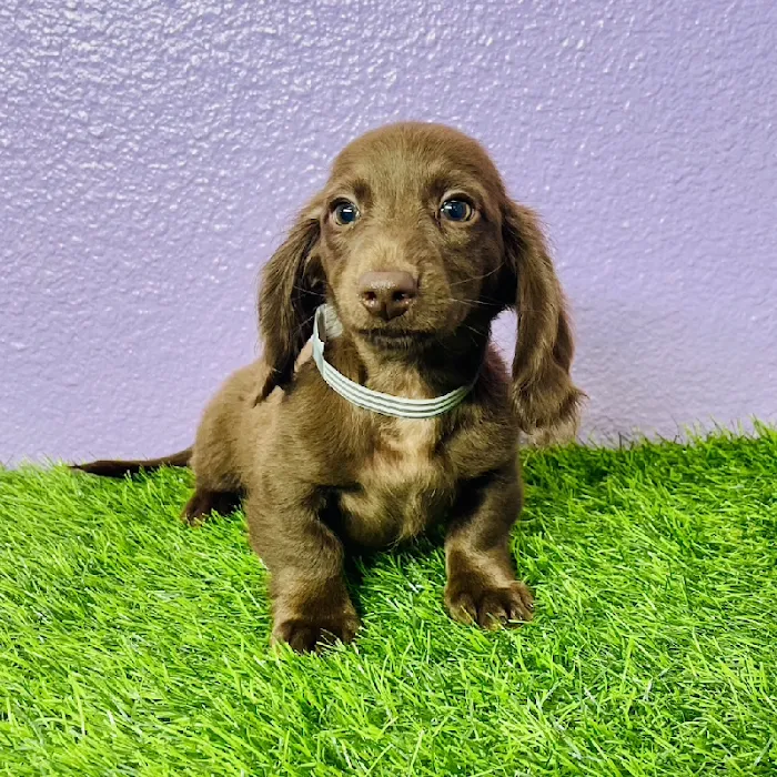 Puppyland Puyallup Picture 10