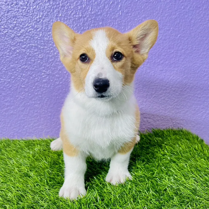 Puppyland Puyallup Picture 4