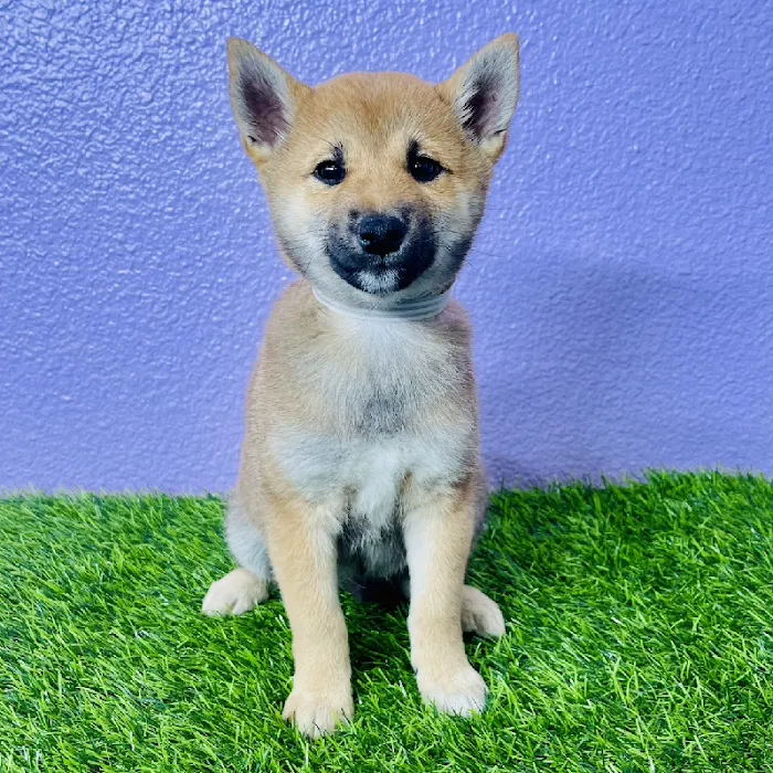 Puppyland Puyallup Picture 7