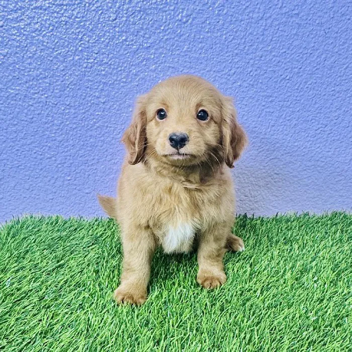 Puppyland Puyallup Picture 2