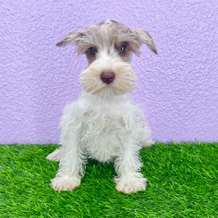 Puppyland Puyallup Picture 5