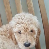 Erie Canal Animal Hospital ico