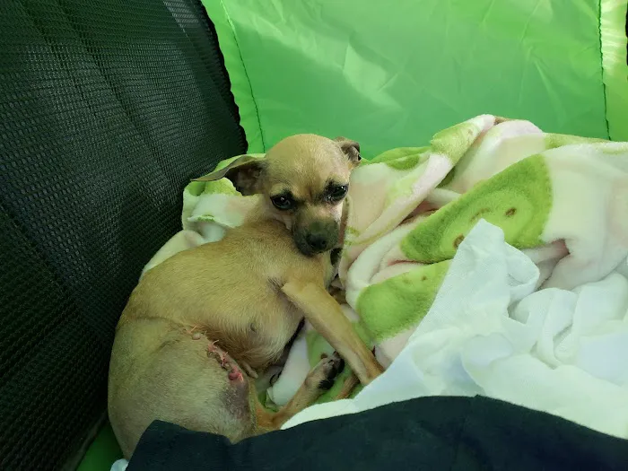 Erie Canal Animal Hospital Picture 5