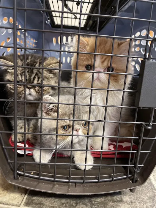 Petco Picture 5