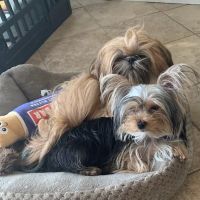Brockport Animal Hospital ico
