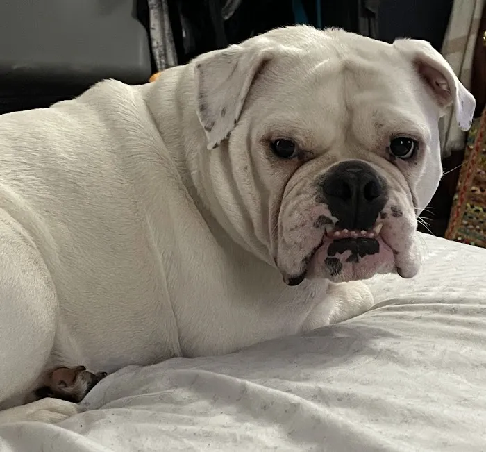 Brockport Animal Hospital Picture 9