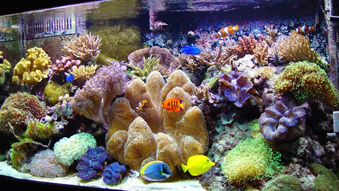 Aquarium Paradise Picture 3