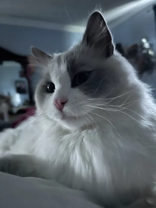 Ragdoll Cats and Kittens - Northwin Cattery Picture 1