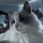 Ragdoll Cats and Kittens - Northwin Cattery