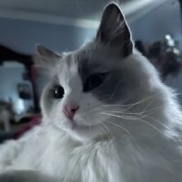 Ragdoll Cats and Kittens - Northwin Cattery ico