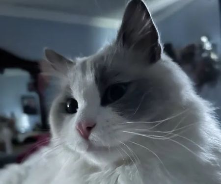 Ragdoll Cats and Kittens - Northwin Cattery