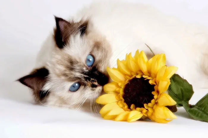 Ragdoll Cats and Kittens - Northwin Cattery Picture 3