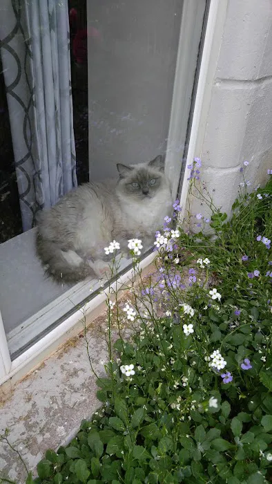 Ragdoll Cats and Kittens - Northwin Cattery Picture 5