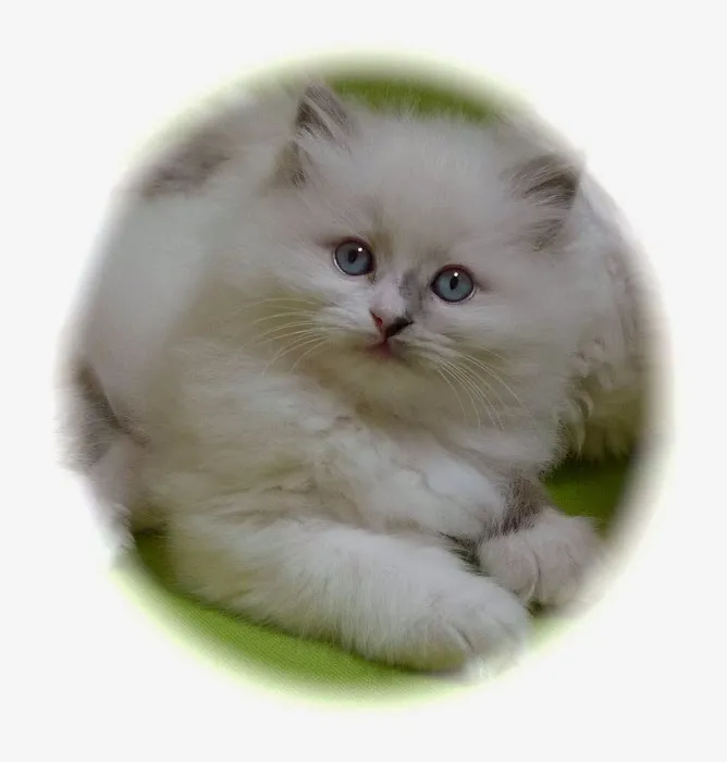 Ragdoll Cats and Kittens - Northwin Cattery Picture 6