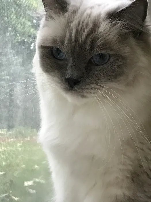 Ragdoll Cats and Kittens - Northwin Cattery Picture 9