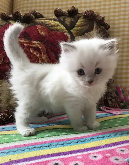 Ragdoll Cats and Kittens - Northwin Cattery Picture 8