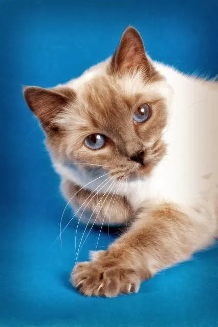 Ragdoll Cats and Kittens - Northwin Cattery Picture 4