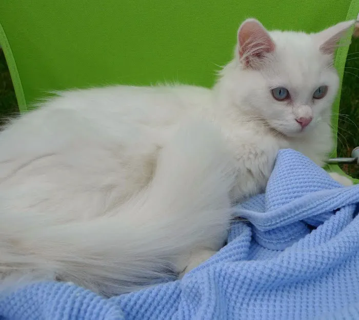Ragdoll Cats and Kittens - Northwin Cattery Picture 10