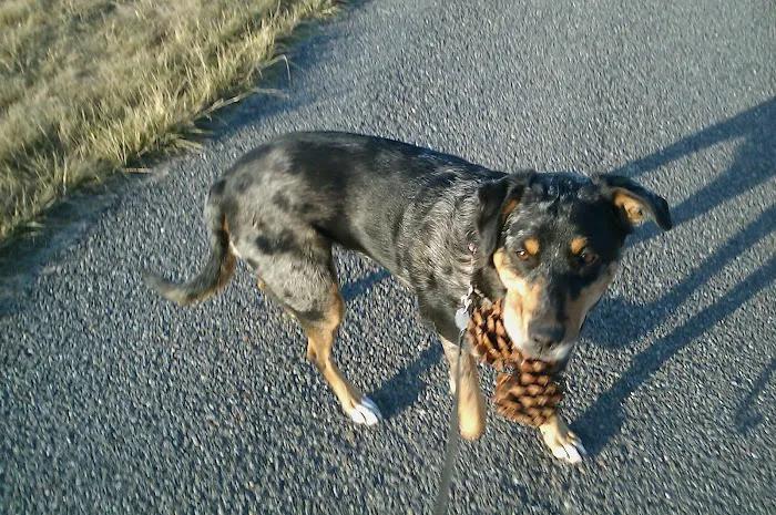 CMPaws Picture 2