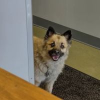 Alliance Animal Hospital ico