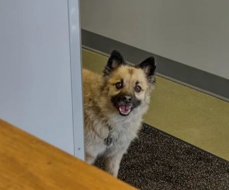 Alliance Animal Hospital