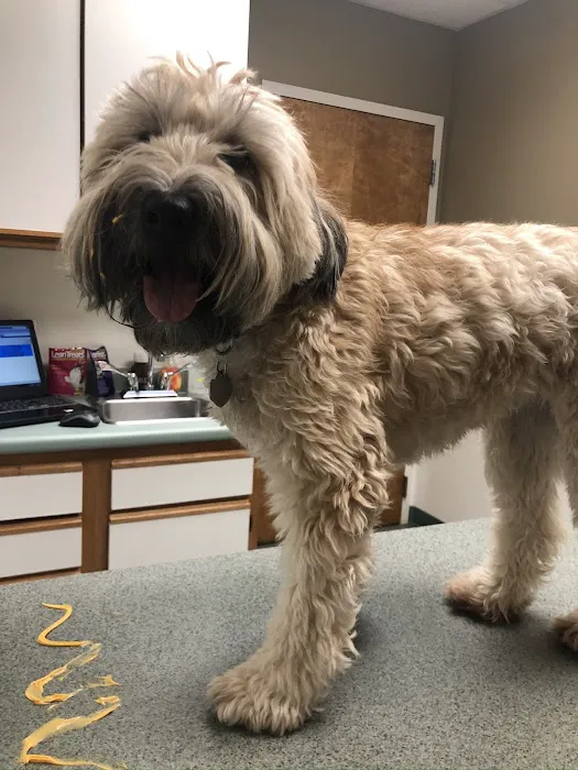 Alliance Animal Hospital Picture 7