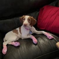 Seneca Animal Hospital ico