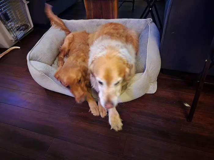 True Care Veterinary Hospital Picture 4