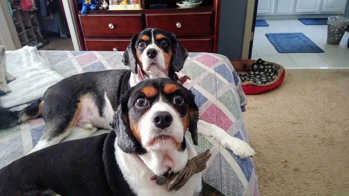 True Care Veterinary Hospital Picture 5