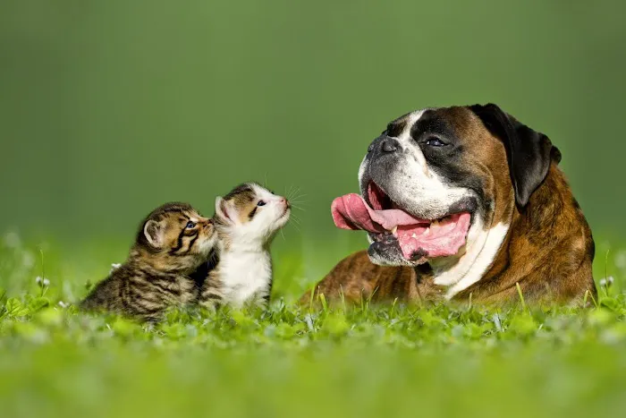 True Care Veterinary Hospital Picture 3