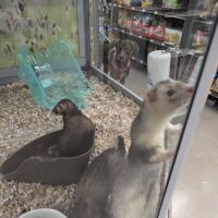 Petco ico