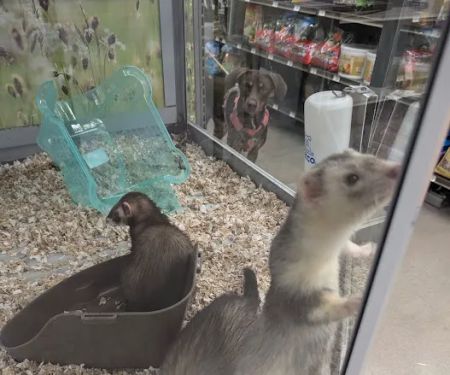 Petco