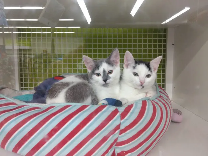 Petco Picture 10