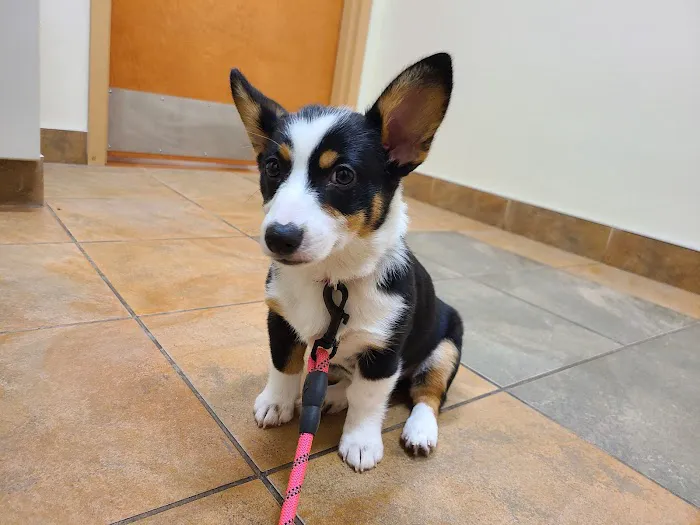 Harris Hill Animal Hospital Picture 1