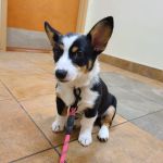 Harris Hill Animal Hospital