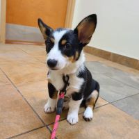 Harris Hill Animal Hospital ico